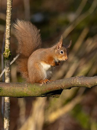 Red Squirrel