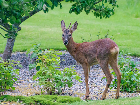 20220613-Garden-EM127900