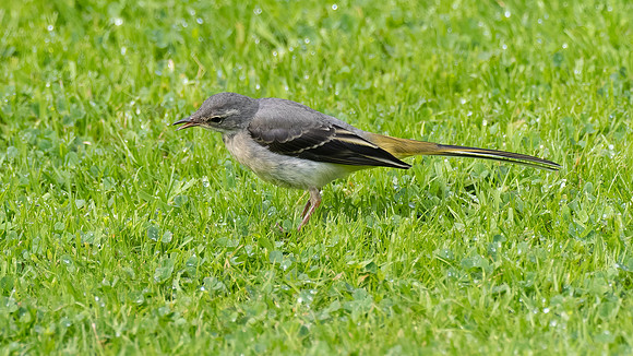 Grey Wagtail (Motacilla cinerea)1