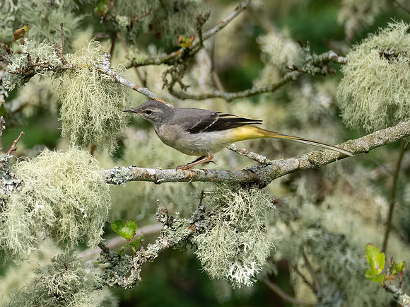 Grey Wagtail (Motacilla cinerea)2