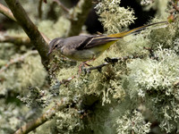 Grey Wagtail (Motacilla cinerea)