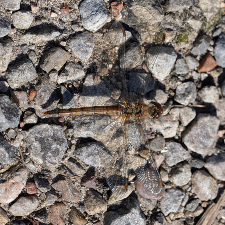 Mystery Dragonfly