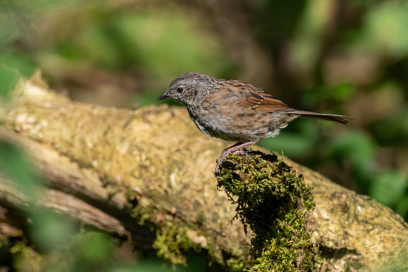 Dunnock (Prunella modularis)