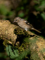 Chaffinch