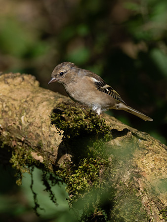 Chaffinch