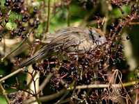 Female Blackcap Warbler (Sylvia atricapilla)
