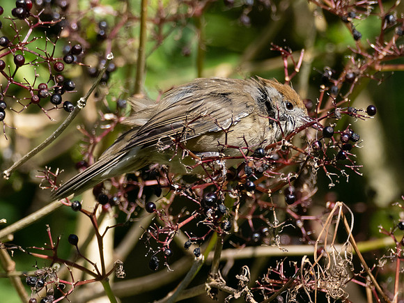 Female Blackcap Warbler (Sylvia atricapilla)