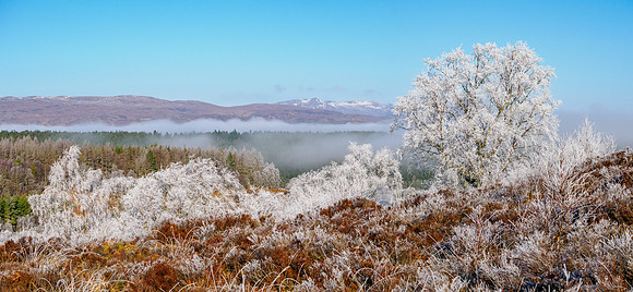 Frosty Trees and Mist