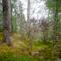 20240908-Balmacaan-OM010615