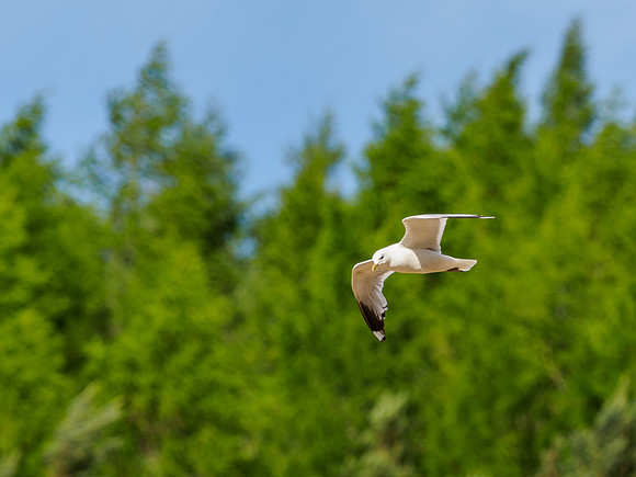 20220626-Garden Animals-EM128525