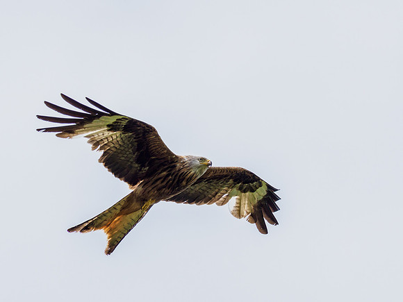 20220716-Loch Ussie-EM121291