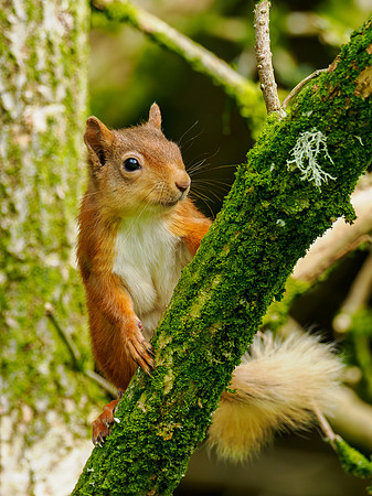 Garden Squirrel