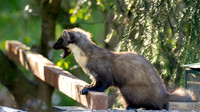 Teatime with a Pine Marten