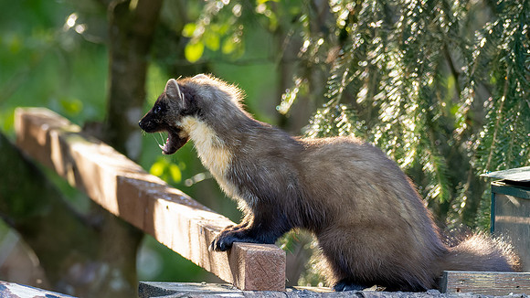Teatime with a Pine Marten