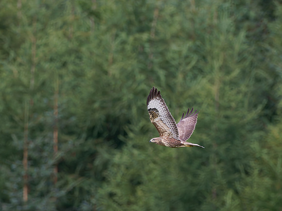 Common Buzzard (Buteo buteo)