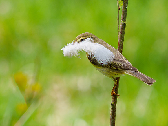 2021-05 Feather Dancing Willow Warbler
