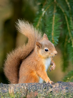 Red Squirrel