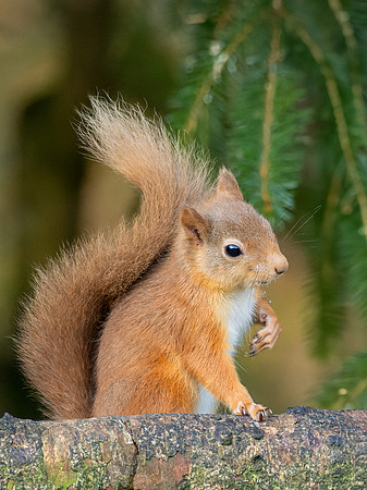 Red Squirrel