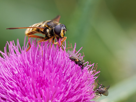 The Hoverfly & Thistle