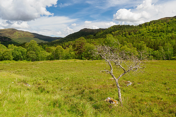 The Dead Tree