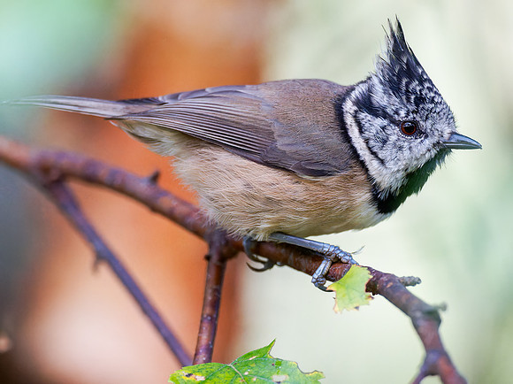 Crested Tit (Lophophanes cristatus) 2