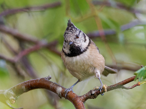 Crested Tit 1
