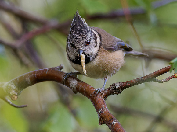 Crested Tit (Lophophanes cristatus) 1