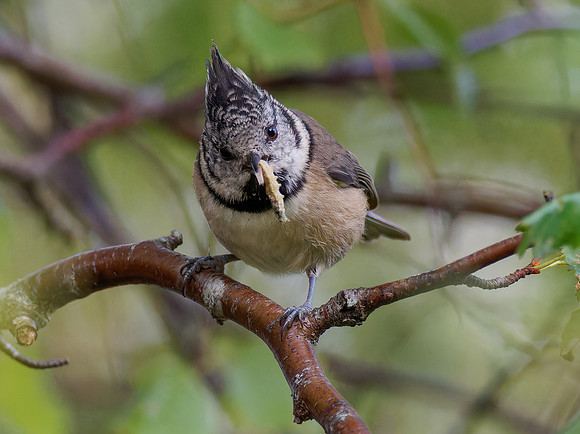 Crested Tit 2