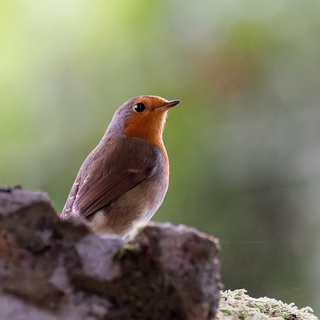 Robin