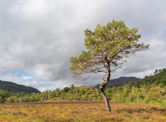 The Lonesome Pine