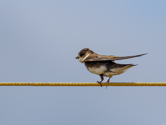 20230718-Sand Martins-OM012743