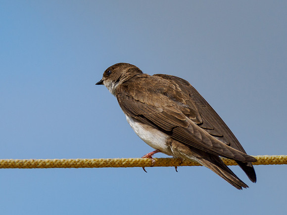 20230718-Sand Martins-OM012783