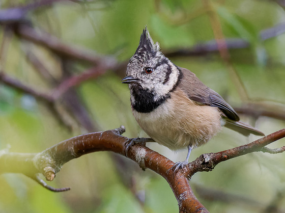 Crested Tit 3