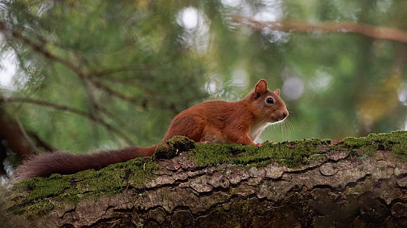 Female Red Squirrel (1)