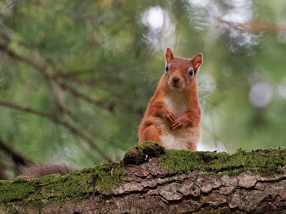 Female Red Squirrel (2)
