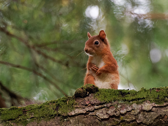 Female Red Squirrel (3)