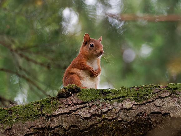 Female Red Squirrel (4)