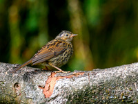 Dunnock (Prunella modularis)