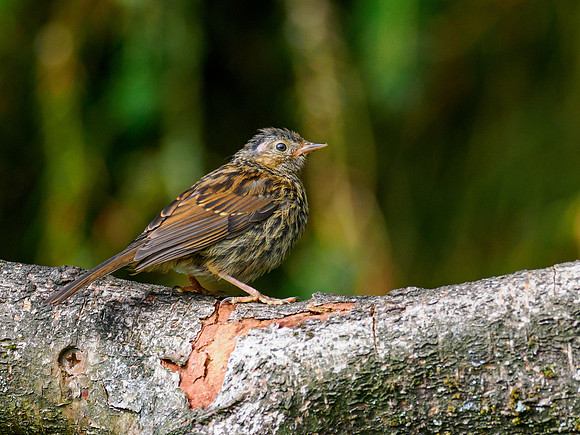 Dunnock (Prunella modularis)