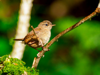 Sunbathing Wren