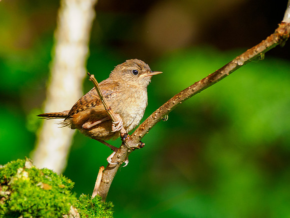 Sunbathing Wren