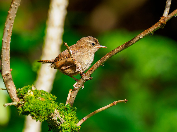 Sunbathing Wren