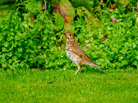 Song Thrush