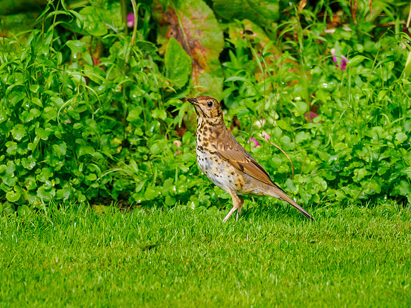 Song Thrush