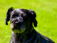 Archie