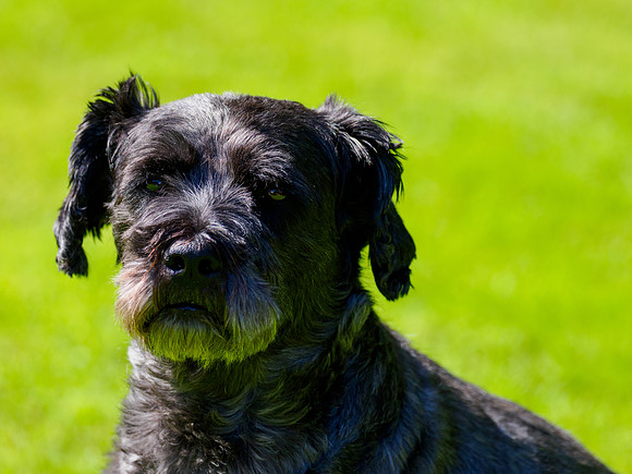Archie