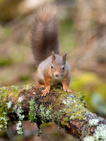 20241205-Garden Wildlife-OM017214