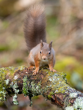 20241205-Garden Wildlife-OM017214