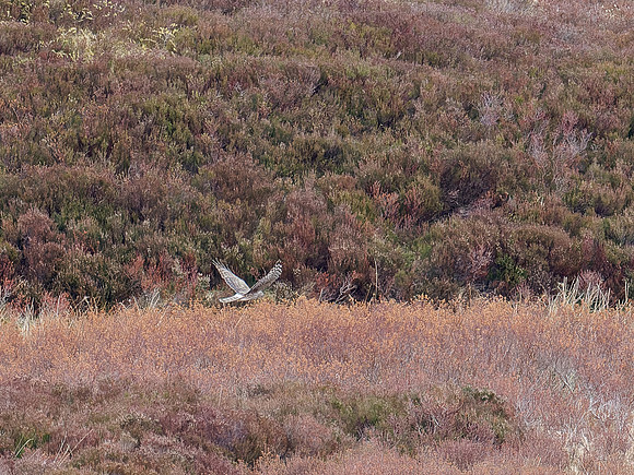 Hen Harrier