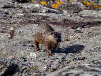 Otter